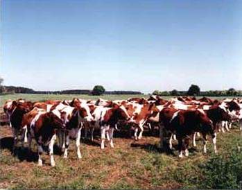 cow
